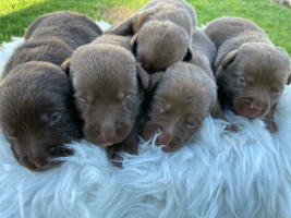 Puppies